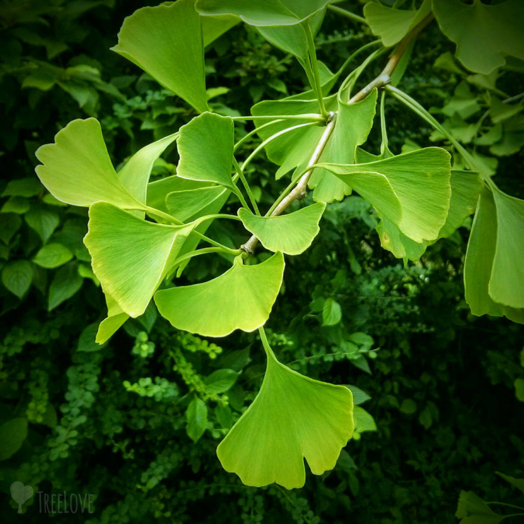 Ginkgo Steckbrief, Pflegetipps & Vermehrung