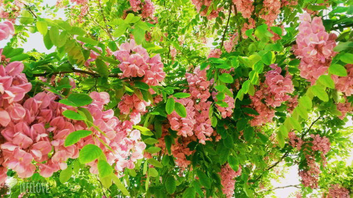 robinia-casque-rouge